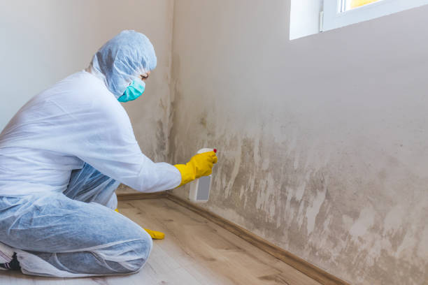 Mold Removal Process in Lake Como, NJ