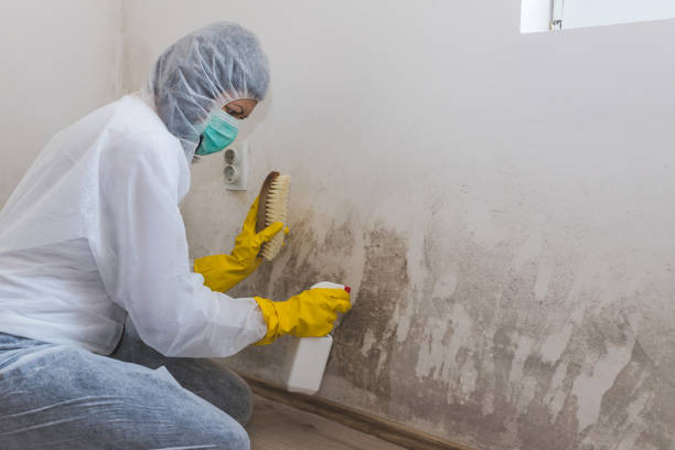 Best Mold Removal Process  in Lake Como, NJ