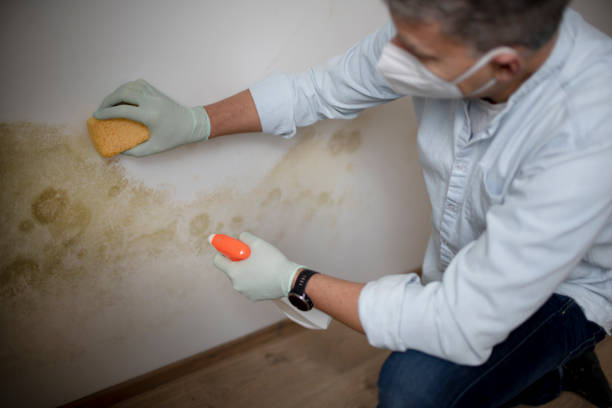 Best Fast Mold Removal  in Lake Como, NJ