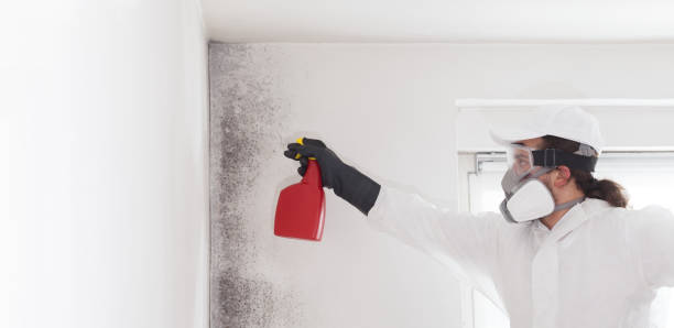 Home Mold Removal in Lake Como, NJ