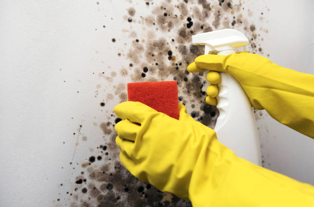 Crawl Space Mold Removal in Lake Como, NJ