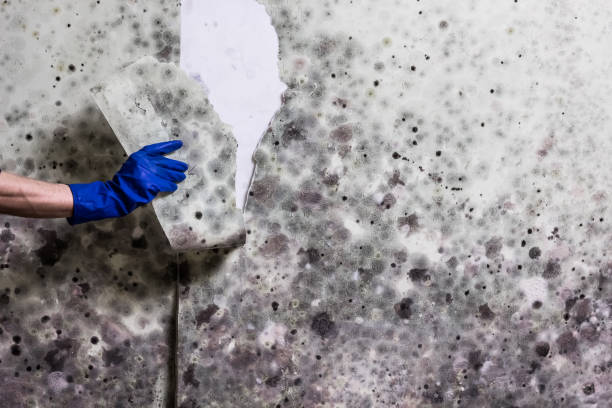Best Mold Remediation  in Lake Como, NJ